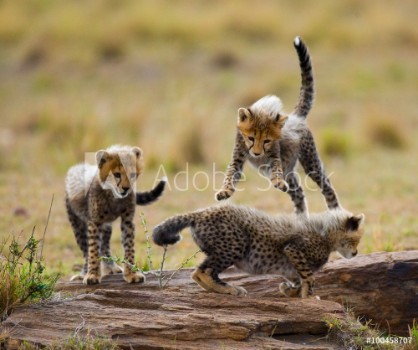 Picture of Cheetah cubs play with each other in the savannah Kenya Tanzania Africa National Park Serengeti Maasai Mara An excellent illustration